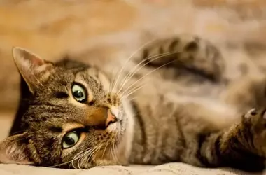 Celebración Global de los Felinos: Un Vínculo Milenario entre Humanos y Gatos