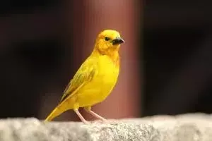 La Lucha Contra el Tráfico Ilegal de Aves en Nigeria y sus Repercusiones Globales