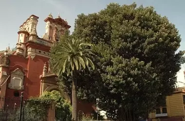 La Deforestación del Ficus de San Jacinto en Sevilla Provoca Indignación y Debates Sobre el Patrimonio Verde Urbano