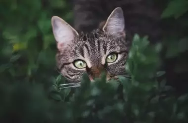 Felinos y Biodiversidad: El Impacto de la Liberación Ilegal en La Graciosa