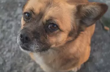 Perros de Chernóbil: Adaptación Extraordinaria y Genética Única ante la Radiación