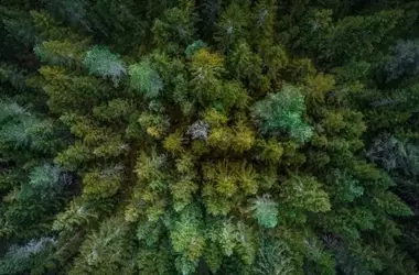 Europa en Alerta: La Capacidad de Absorción de Carbono de sus Bosques Disminuye Drásticamente