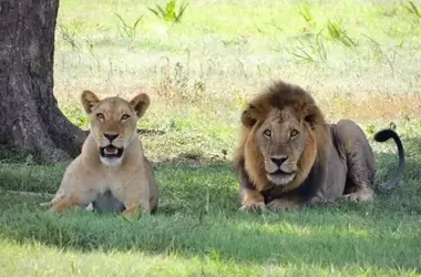 La Crucial Celebración del Día Internacional del León y la Urgente Necesidad de su Conservación