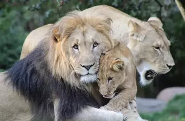 La Lucha por la Supervivencia del León: Desafíos y Conciencia Global