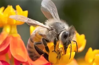 Cultivando un Santuario para Abejas: Flores Esenciales de Verano