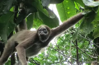 Monos Araña Marrones: Guardianes del Bosque Colombiano e Inspiración para la Conservación