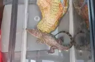 Descubierto Tráfico de Fauna Silvestre en México tras Rescate de Cocodrilo