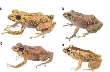 Descubrimiento Asombroso: Cuatro Nuevas Especies de Ranas Reveladas en los Andes Ecuatorianos