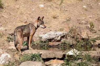 Conflicto en la Península Ibérica: La Gestión del Lobo Ibérico Desencadena un Enfrentamiento entre Autoridades y Grupos de Interés