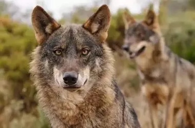 El Futuro Incierto del Lobo Ibérico: Un Retroceso en la Conservación