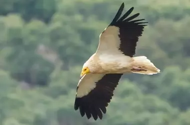 Esfuerzos Concertados para la Protección del Alimoche en la Península Ibérica