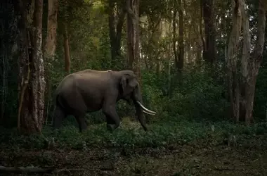 Elefantes de la India: Desafíos de Conservación y Coexistencia con la Expansión Humana