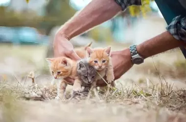 Un Llamado Urgente: El Día Internacional del Animal sin Hogar y la Importancia de la Adopción Responsable