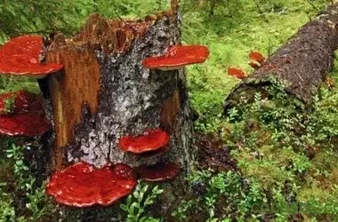 Descubriendo el Reishi: El Hongo Milenario de la Inmortalidad y sus Beneficios para la Salud