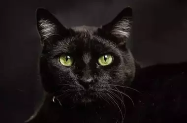 Día Mundial del Gato Negro: Desmintiendo Mitos y Celebrando su Elegancia