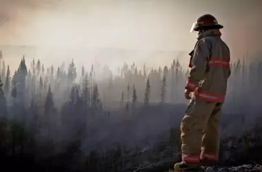 Impacto Catastrófico de los Incendios Forestales en la Vida Silvestre Ibérica