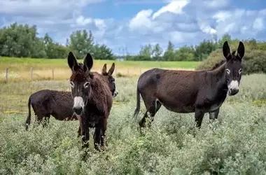 Burros Españoles Ayudan a Controlar Arbustos Invasores en Róterdam