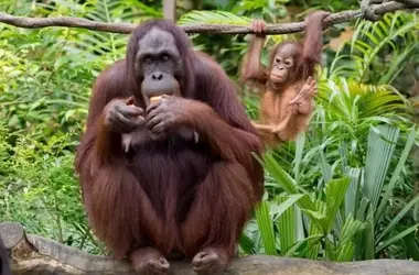El Orangután: Un Gigante Naranja al Borde del Abismo