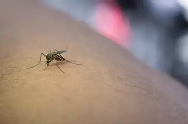 Día Mundial del Mosquito: Un Desafío Global para la Salud y el Ecosistema