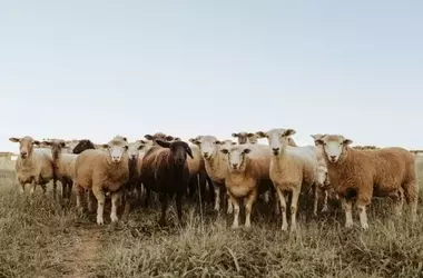 La Ganadería Extensiva: Aliada Vital Contra los Incendios Forestales