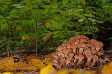 Los Bosques Maduros: Santuarios de Biodiversidad y Resiliencia Climática