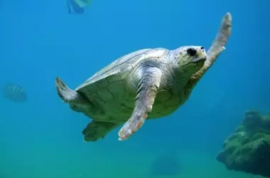 Tortugas Bobas: Un Triunfo de Recuperación y Regreso al Hábitat Natural en Gijón