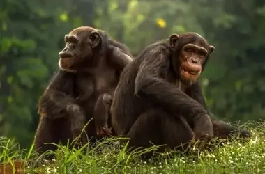 La Sorprendente Capacidad de los Simios para Reconocer Rostros y Voces Humanas