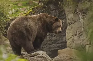 Impacto devastador de los incendios forestales en la fauna cantábrica: El oso pardo y el urogallo, en la mira de la extinción