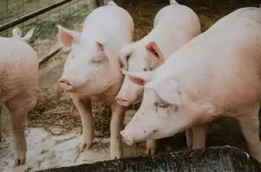 Innovaciones Sustentables para el Tratamiento de Purines de Cerdo que Reducen la Contaminación