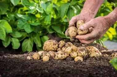 Bioestimulantes: Clave para la Sostenibilidad en Cultivos de Patata