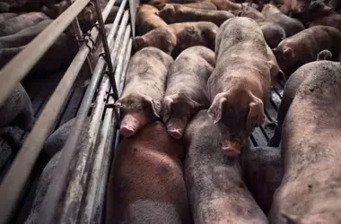 Impacto Ambiental y Social de una Nueva Macrogranja Porcina en Carboneras de Guadazaón
