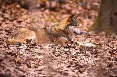 Urgente Llamado a la Protección del Lobo Ibérico tras la Devastación de Incendios