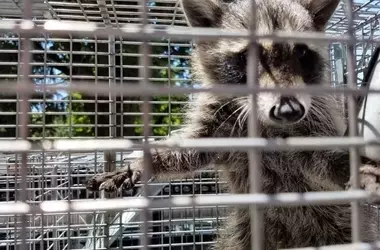 Desmantelado un Zoo Ilegal en Nules: Un Centro de Tráfico de Especies Exóticas y en Peligro