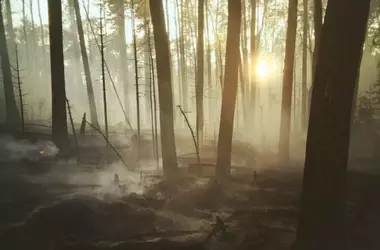 Medidas Post-Incendios: Estrategias Urgentes para la Recuperación Ambiental en España