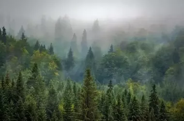 Gestión Forestal y Prevención de Incendios en España: Un Análisis Profundo