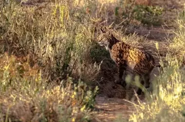 Inversión Millonaria para la Sostenibilidad Agrícola y Forestal en Doñana