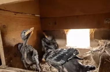 Avances en la Monitorización de Fauna Salvaje: Un Enfoque Tecnológico Innovador
