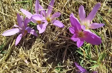 La Resiliencia Floral: ‘Quitameriendas’, Símbolo de Esperanza tras los Incendios Forestales