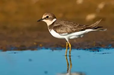 Día Mundial de las Aves Playeras: Un Llamado Urgente a la Conservación de Ecosistemas Vitales