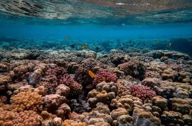Urgencia de un Plan Nacional de Restauración Natural Ambicioso y Bien Financiado