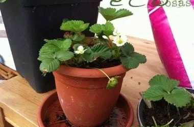 Cultivo Vertical de Fresas en Bolsas de Rafia Reutilizadas