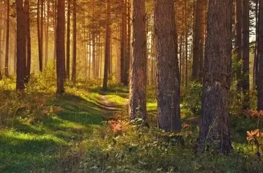 Estrategias Naturales contra los Incendios Forestales en Europa: Una Perspectiva de la AEMA