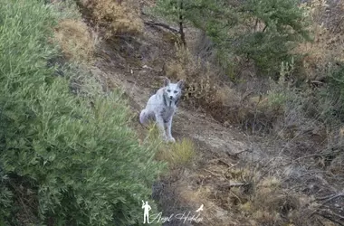 El Misterio del Lince Blanco Ibérico: Un Hallazgo que Impulsa la Conservación