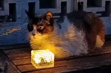 La Compasión Humana y el Manejo de Gatos Comunitarios: Una Perspectiva Esencial