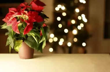 Embellece tu Hogar en Navidad con la Poinsettia: Guía Esencial de Decoración y Cuidado