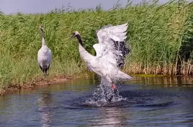 Aumento Preocupante de Gripe Aviar en Aves Silvestres en España y Europa