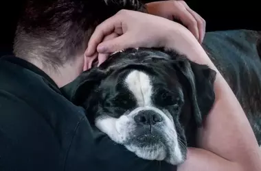 Funeraria "Pet-Friendly": Despedida Digna para Mascotas y sus Dueños en Badalona