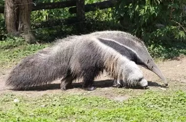 Día Mundial del Oso Hormiguero: Guardianes Silenciosos de los Ecosistemas