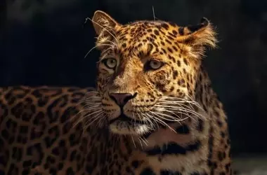 La conservación del jaguar: un desafío vital en América