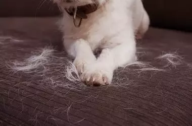 Soluciones Efectivas para Eliminar el Pelo de Mascotas del Sofá